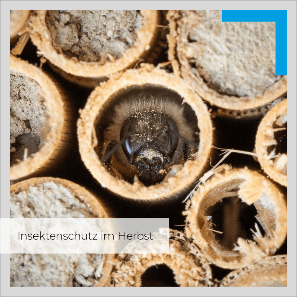 insekten